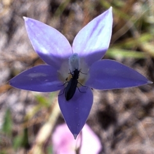 Dasytinae (subfamily) at Franklin Grassland (FRA_5) - 11 Feb 2024