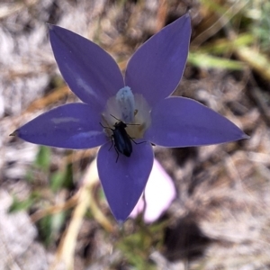 Dasytinae (subfamily) at Franklin Grassland (FRA_5) - 11 Feb 2024