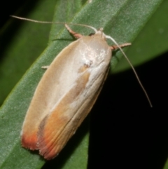 Ptyoptila matutinella (Wingia Group) at Freshwater Creek, VIC - 4 Feb 2024 by WendyEM