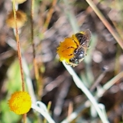 Lasioglossum (Chilalictus) sp. (genus & subgenus) (Halictid bee) at Harrison, ACT - 11 Feb 2024 by JenniM