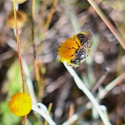 Lasioglossum (Chilalictus) sp. (genus & subgenus) (Halictid bee) at Franklin Grassland (FRA_5) - 11 Feb 2024 by JenniM