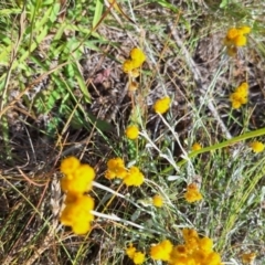 Lasioglossum (Chilalictus) sp. (genus & subgenus) at Franklin Grassland (FRA_5) - 11 Feb 2024