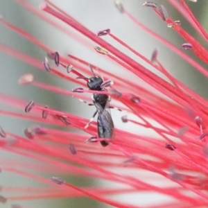 Hylaeus (Prosopisteron) minusculus at Hall, ACT - 11 Mar 2024