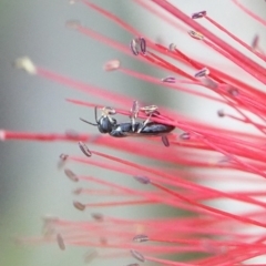 Hylaeus (Prosopisteron) minusculus at Hall, ACT - 11 Mar 2024 12:29 PM