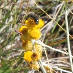 Lasioglossum (Chilalictus) sp. (genus & subgenus) (Halictid bee) at Harrison, ACT - 11 Feb 2024 by JenniM