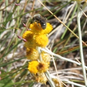 Lasioglossum (Chilalictus) sp. (genus & subgenus) at Franklin Grassland (FRA_5) - 11 Feb 2024