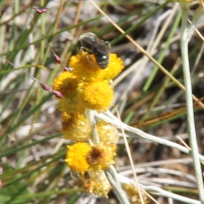 Lasioglossum (Chilalictus) sp. (genus & subgenus) (Halictid bee) at Franklin Grassland (FRA_5) - 11 Feb 2024 by JenniM