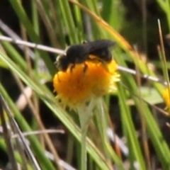 Lasioglossum (Chilalictus) sp. (genus & subgenus) at Franklin Grassland (FRA_5) - 11 Feb 2024