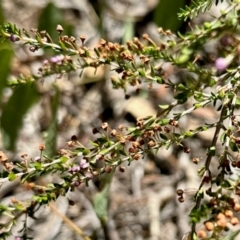 Unidentified Other Shrub at Aranda, ACT - 10 Mar 2024 by KMcCue