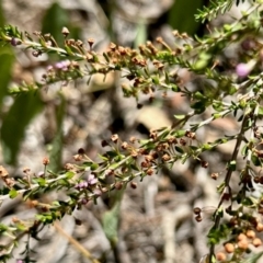 Unverified Other Shrub - 1 Jan 1900 by KMcCue