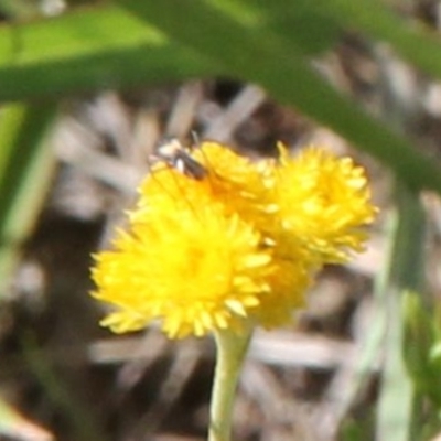 Araneae (order) (Unidentified spider) at Franklin Grassland (FRA_5) - 11 Feb 2024 by JenniM