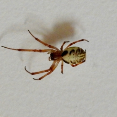 Phonognatha graeffei (Leaf Curling Spider) at Aranda, ACT - 10 Mar 2024 by KMcCue