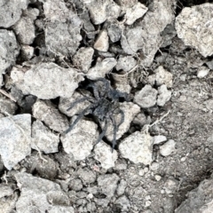 Unidentified Wolf spider (Lycosidae) at Aranda, ACT - 10 Mar 2024 by KMcCue