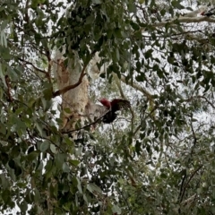 Eolophus roseicapilla (Galah) at Aranda, ACT - 10 Mar 2024 by KMcCue