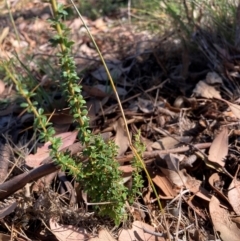Bursaria spinosa subsp. lasiophylla (Australian Blackthorn) at Mount Majura - 10 Mar 2024 by waltraud