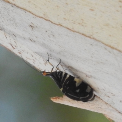 Porismus strigatus (Pied Lacewing) at Lions Youth Haven - Westwood Farm A.C.T. - 10 Mar 2024 by HelenCross