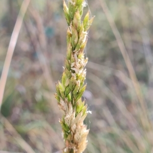 Lolium arundinaceum at Gungaderra Creek Ponds - 11 Mar 2024 04:36 PM