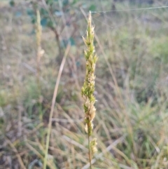 Lolium arundinaceum at Gungaderra Creek Ponds - 11 Mar 2024 04:36 PM