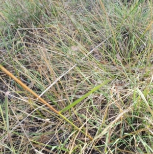 Lolium arundinaceum at Gungaderra Creek Ponds - 11 Mar 2024 04:36 PM