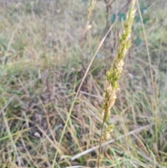 Lolium arundinaceum at Gungaderra Creek Ponds - 11 Mar 2024 04:36 PM