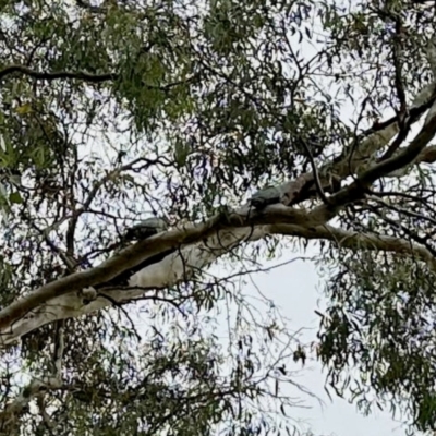 Callocephalon fimbriatum (Gang-gang Cockatoo) at Aranda, ACT - 10 Mar 2024 by KMcCue