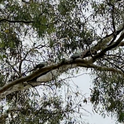 Callocephalon fimbriatum (Gang-gang Cockatoo) at Aranda, ACT - 11 Mar 2024 by KMcCue
