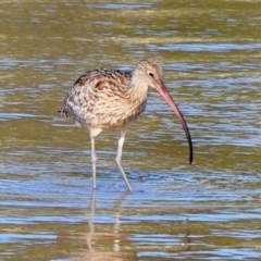 Numenius madagascariensis (Eastern Curlew) at Merimbula, NSW - 21 Dec 2009 by Petesteamer