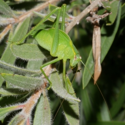 Unidentified Katydid (Tettigoniidae) at Freshwater Creek, VIC - 4 Feb 2024 by WendyEM