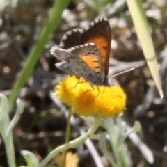 Lucia limbaria (Chequered Copper) at Franklin Grassland (FRA_5) - 11 Feb 2024 by JenniM