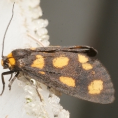 Asura cervicalis (Spotted Lichen Moth) at Freshwater Creek, VIC - 5 Feb 2024 by WendyEM