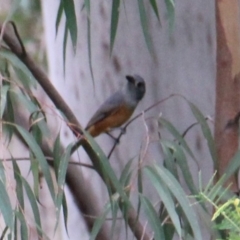 Monarcha melanopsis (Black-faced Monarch) at Currowan, NSW - 24 Feb 2024 by UserCqoIFqhZ