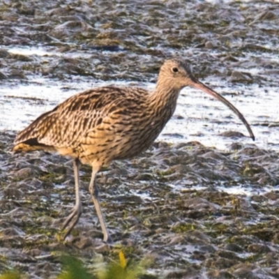 Numenius madagascariensis (Eastern Curlew) at Port Albert, VIC - 11 Jan 2021 by Petesteamer