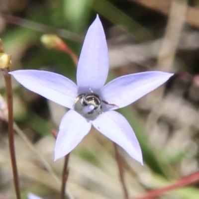 Lasioglossum (Chilalictus) sp. (genus & subgenus) (Halictid bee) at Harrison, ACT - 11 Feb 2024 by JenniM