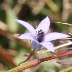 Lasioglossum (Chilalictus) sp. (genus & subgenus) at Franklin Grassland (FRA_5) - 11 Feb 2024