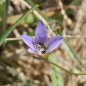 Lasioglossum (Chilalictus) sp. (genus & subgenus) at Franklin Grassland (FRA_5) - 11 Feb 2024