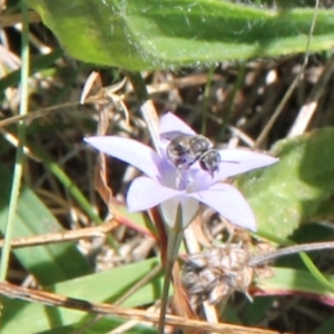 Lasioglossum (Chilalictus) sp. (genus & subgenus) at Franklin Grassland (FRA_5) - 11 Feb 2024