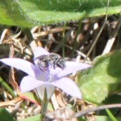 Lasioglossum (Chilalictus) sp. (genus & subgenus) at Franklin Grassland (FRA_5) - 11 Feb 2024