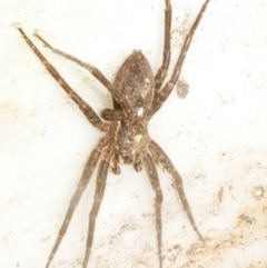 Unidentified Wolf spider (Lycosidae) at Freshwater Creek, VIC - 5 Feb 2024 by WendyEM