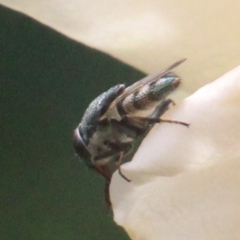 Stomorhina sp. (genus) (Snout fly) at Currowan, NSW - 24 Feb 2024 by UserCqoIFqhZ