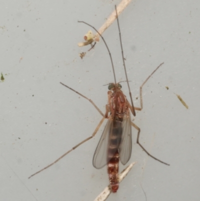 Chironomidae (family) (Non-biting Midge) at Freshwater Creek, VIC - 5 Feb 2024 by WendyEM