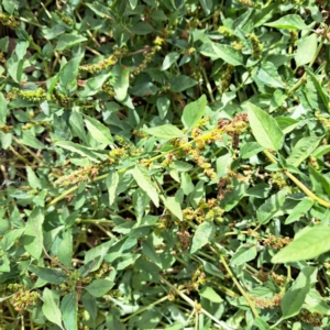 Amaranthus deflexus at Mount Majura - 11 Mar 2024 11:51 AM