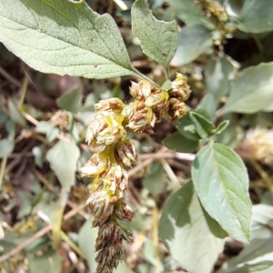 Amaranthus deflexus at Mount Majura - 11 Mar 2024 11:51 AM