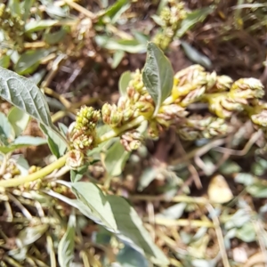 Amaranthus deflexus at Mount Majura - 11 Mar 2024 11:51 AM