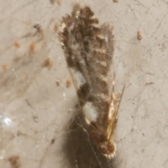 Glyphipterix meteora (A Sedge Moth) at Freshwater Creek, VIC - 5 Feb 2024 by WendyEM