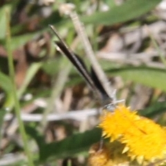 Zizina otis (Common Grass-Blue) at Franklin Grassland (FRA_5) - 11 Feb 2024 by JenniM