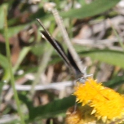 Zizina otis (Common Grass-Blue) at Harrison, ACT - 11 Feb 2024 by JenniM