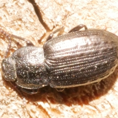 Unidentified Carab beetle (Carabidae) at Freshwater Creek, VIC - 5 Feb 2024 by WendyEM