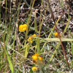 Apiformes (informal group) at Franklin Grassland (FRA_5) - 11 Feb 2024 03:52 PM