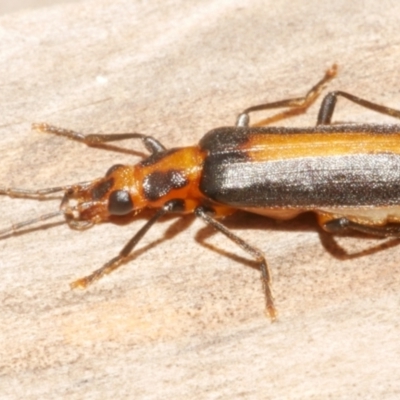 Unidentified Other beetle at Freshwater Creek, VIC - 5 Feb 2024 by WendyEM