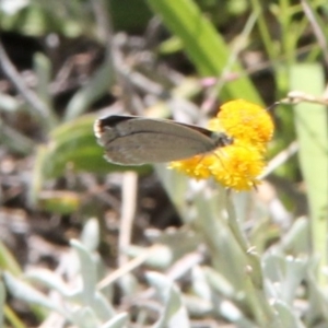 Zizina otis at Franklin Grassland (FRA_5) - 11 Feb 2024 03:56 PM